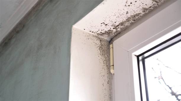 Best Attic Mold Removal  in North Haledon, NJ
