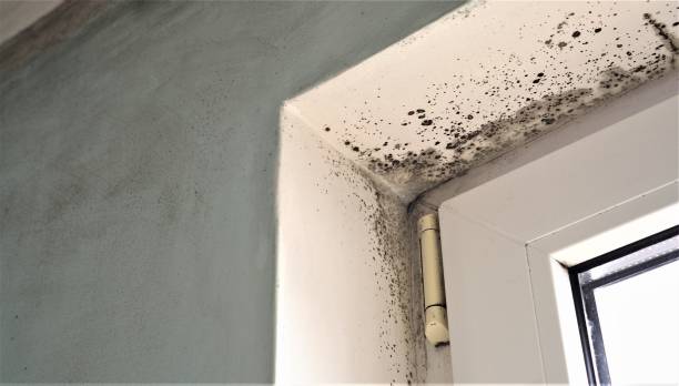 Environmental Consulting for Mold Prevention in North Haledon, NJ