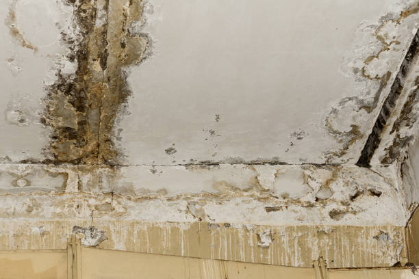 Best Mold Removal for HVAC Installations  in North Haledon, NJ