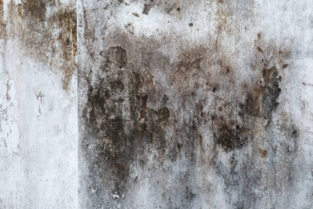 Best Mold Damage Restoration  in North Haledon, NJ