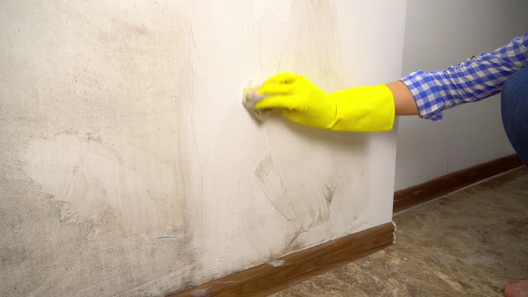 North Haledon, NJ Mold Removal Company