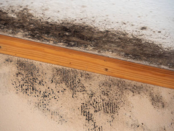 Best Mold-Related Health Consultation  in North Haledon, NJ