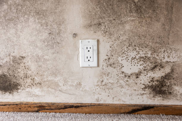 Best Water Damage & Mold Remediation  in North Haledon, NJ