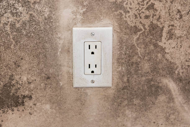 Best Basement Mold Removal  in North Haledon, NJ