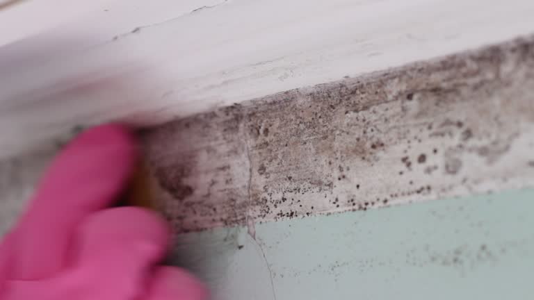 Best Commercial Mold Inspection  in North Haledon, NJ